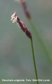 Attēlu rezultāti vaicājumam “Eleocharis uniglumis”
