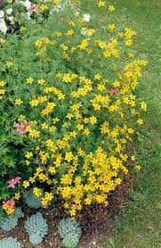 Image result for Helichrysum subulifolium