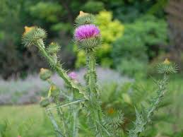 Image result for Onopordum acanthium