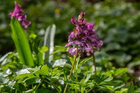 Attēlu rezultāti vaicājumam “Corydalis cava flower”