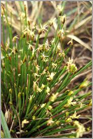 Attēlu rezultāti vaicājumam “Trichophorum cespitosum fruit”