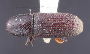 Attēlu rezultāti vaicājumam “Hylastes sp.”