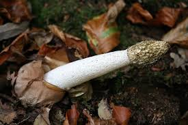 Attēlu rezultāti vaicājumam “Phallus impudicus”