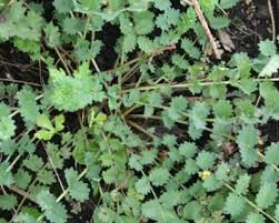 Image result for Sanguisorba minor