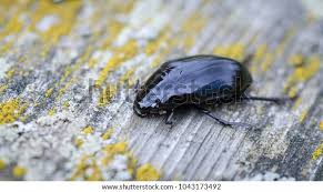 Attēlu rezultāti vaicājumam “Hydrophilidae”