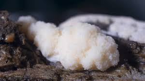 Attēlu rezultāti vaicājumam “Reticularia jurana”