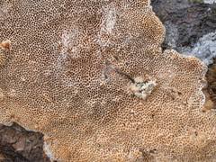 Attēlu rezultāti vaicājumam “Asterodon ferruginosus”