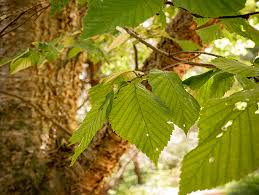 Attēlu rezultāti vaicājumam “Betula alleghaniensis leaf”