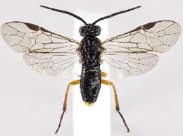 Attēlu rezultāti vaicājumam “Euura pedunculi”