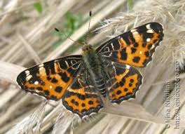 Attēlu rezultāti vaicājumam “Araschnia levana”