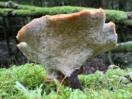 Attēlu rezultāti vaicājumam “Polyporus badius”