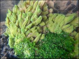 Attēlu rezultāti vaicājumam “Spongilla lacustris”