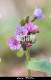 Attēlu rezultāti vaicājumam “Pulmonaria obscura”