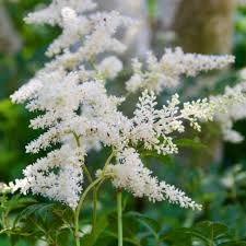 Image result for Astilbe