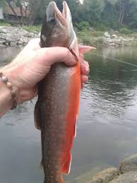 Image result for Salvelinus alpinus taranetzi