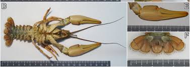 Attēlu rezultāti vaicājumam “Astacus leptodactylus”