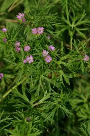 Attēlu rezultāti vaicājumam “Geranium dissectum leaf”