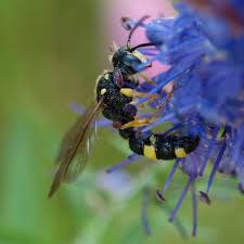 Attēlu rezultāti vaicājumam “Cerceris arenaria”