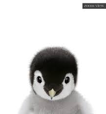 Image result for penguin