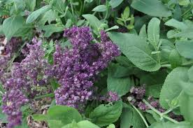 Attēlu rezultāti vaicājumam “Salvia nemorosa leaf”