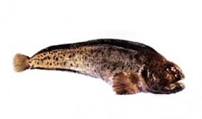 Image result for Anarhichas denticulatus