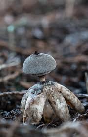 Attēlu rezultāti vaicājumam “Geastrum”