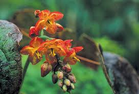 Attēlu rezultāti vaicājumam “Epimedium alpinum  flower”