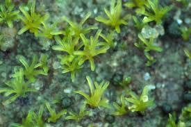 Attēlu rezultāti vaicājumam “Leiocolea collaris”