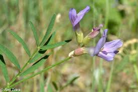 Attēlu rezultāti vaicājumam “Astragalus arenarius leaf”