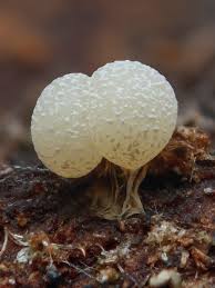 Attēlu rezultāti vaicājumam “Didymium squamulosum macro”