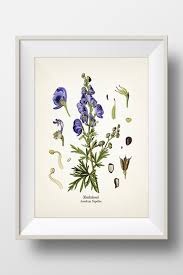 Image result for Aconitum napellus