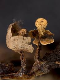 Attēlu rezultāti vaicājumam “Diderma floriforme macro”