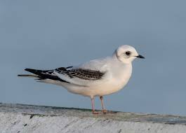 Image result for Rhodostethia rosea