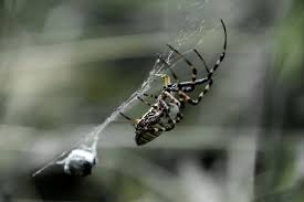 Attēlu rezultāti vaicājumam “Argiope bruennichi female”