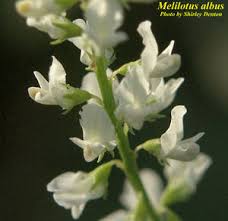 Attēlu rezultāti vaicājumam “Melilotus albus flower”