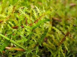 Attēlu rezultāti vaicājumam “Seligeria campylopoda sporophyte”