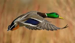 Attēlu rezultāti vaicājumam “Anas platyrhynchos juvenile”