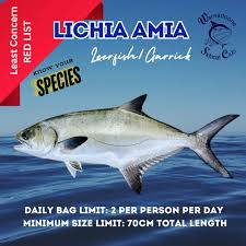 Image result for Lichia amia