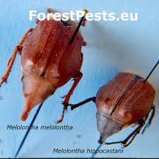 Attēlu rezultāti vaicājumam “Melolontha melolontha”