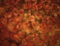 Attēlu rezultāti vaicājumam “Heterotrichia oerstedii (syn. Arcyria oerstedii) macro”