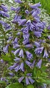 Image result for Campanula persicifolia