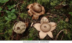Attēlu rezultāti vaicājumam “Geastrum”