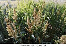 Attēlu rezultāti vaicājumam “Rumex hydrolapathum”