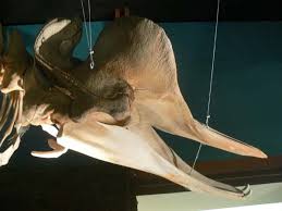 Image result for Hyperoodon ampullatus