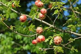 Attēlu rezultāti vaicājumam “Biorhiza pallida”