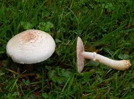 Attēlu rezultāti vaicājumam “Agaricus”