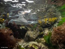 Attēlu rezultāti vaicājumam “Belone belone”