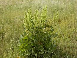 Attēlu rezultāti vaicājumam “Rumex confertus”