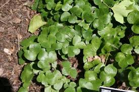 Attēlu rezultāti vaicājumam “Hepatica nobilis leaf”