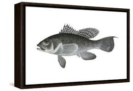 Image result for Centropristis striata